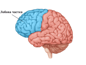 Инсульт лобной доли: причины, побочные эффекты и восстановление