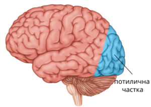 Инсульт затылочной доли: на что он влияет и как восстановиться